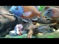 Amy cichlids fishes