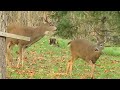 Blacktail deer attempting to mate