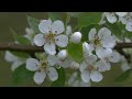 4K HDR Rain & Blossom - Gentle Rain & Bird Sounds - Spring Drizzle in Orchard - Relax/ Sleep/ Medita