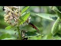 Monarch butterfly eating nectar in flowers