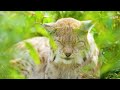 Wildlife On Our Planet 4K - Scenic Wildlife Film With Piano Calming Music, Study, Relaxing
