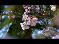 Beautiful Relaxing Music 🌸 Stop Overthinking, Stress Relief Music, Sleep Music, Deep Relaxation