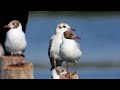 8K BIRDS - EXCLUSIVE BIRDS COLLECTION 8K ULTRA HD (60 pfs )