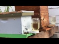 Bee's slow motion