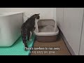 Introducing a Rescued Kitten to the Big Cats for the First Time │ Episode.1