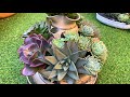 Fruit Bowl Succulent Tower Arrangement