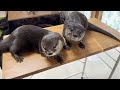 [Original Video] Have You Ever Received Help From Otters?
