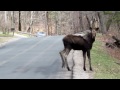 Moose on Route 57 Mass