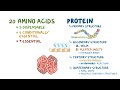 Amino acids and protein folding
