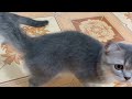 New Cute and Funny Animals 2024 🤣 Funniest Cats and Dogs Videos #43
