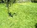 Scything a small orchard in NZ part 4
