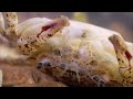 MONSTER BUG WARS | Crabs Getting Rekt Collection