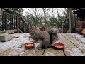 Adorable Squirrels Eating and Chilling in Winter | Cat TV