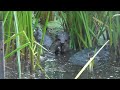 River Otter vs Snapping Turtle (warning...disturbing content)