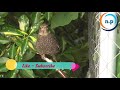 Κελάηδημα Κότσυφα - Common Blackbird song
