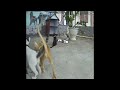 😸😂 Funniest Cats and Dogs Videos 🤣🤣 Funny Animal Videos # 19