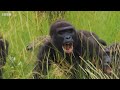 Gorillas are HIGHLY Intelligent! | Wild Bites | BBC Earth Kids