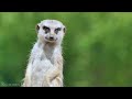 African Safari 4K - Africa Wildlife Animals - Nature Relaxation Film