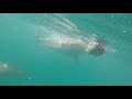 GoPro Cage Diving in Gansbaai, South Africa (Shark Alley)
