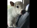 Fluffy baby cow #shorts #cute #animals