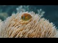 Great Barrier 4K - Journey Through Vibrant Coral Reefs and Marine Life with Calming Music