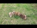 Honey's puppies at 9 weeks old and special guest stars! part 1