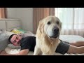 How it is to be the Owner of a Golden Retriever [Try Not To Laugh]