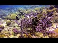 Shangri-la Marine Sanctuary - Mactan Island, Cebu - Gopro Underwater Video