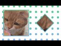 【AI編集】にゃんこのお誕生日動画をAIが編集してくれました❤️#coco #ねこ #cat