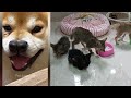 Best Funny Animals 2024 😍 Funniest Dogs and Cats 😻🐶