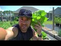 Growing Lettuce: You're Doing It WRONG! 3 Tips To Grow TONS Of Lettuce All Year Long in Any Climate!