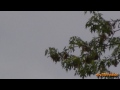 Bald Eagles at Duke Farms ~ May 16 2013 ( in HD )