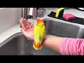 lovebird Mango playing under faucet