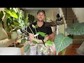 THE BEST WAY TO PROPAGATE ALOCASIAS - growing Alocasias from corms