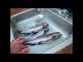 BEST way to clean Trout!  Fast and easy !!! This is the best method I have found so far!!!