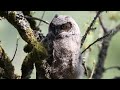 Great Horned Owl Fledgling