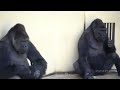 The males annoy Nene, a 52-yr-old gorilla, but she looks tough.⎜HIGASHIYAMA ZOO⎜ゴリラ⎜シャバーニの群れ⎜東山動植物園