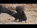 GORILLA LEARNS HOW TO WALK