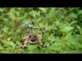 Garden Spiders Attacking Prey Compilation #2