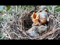 Newly hatched baby bird is brutal towards its sibling.bird eps 233