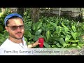 Tips for Growing More Food | Moringa Orchard & Companion Plants