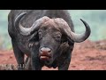 Animal Conservation 8K ULTRA HD | Wildlife Movie With Relaxing Piano Music
