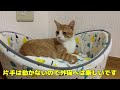 What is the trapping of stray cats in Japan?Impressed cat video.god bless!