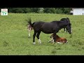 Calming & Relaxing Foals & Mares Compilation