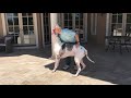 Joyful Great Dane Jumps Out of the Pool To Greet his Dad