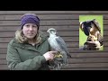 Falconry Basics | How to handle and feed your bird of prey