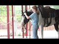 Twix - “Highlight Video - Flying B Equine - Selling on Horsebids.com