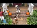 When your dog brings home a friend 🙈🤣Funny Dog Video