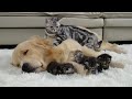 Mother Cat Introduces Newborn Kittens To Her Golden Retriever Best Friend!