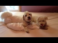 Cash the dog. Trying to make the bed with these two! FAIL!! LOVE Aug 2012mp4